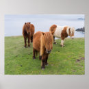 Suche nach shetland pony poster Tier