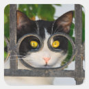 Suche nach katzenauge aufkleber Tier