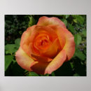 Suche nach orange rose poster Jede person