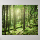 Suche nach forest poster Nature