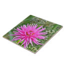 Suche nach dahlie blume fliesen Fotografie