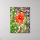 Suche nach mohn leinwandbilder Wandkunst