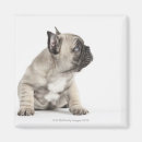 Suche nach zucht magnete Hund