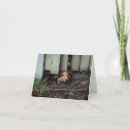 Suche nach shetland karten Haustiere