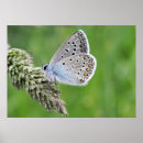 Suche nach blaues gras poster Für alle