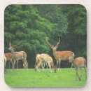 Suche nach rotwild untersetzer Wald