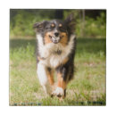 Suche nach schäferhund fliesen Tier