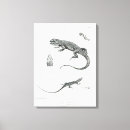 Suche nach leguane leinwandbilder Eidechse