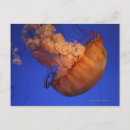 Suche nach seeschwalben postkarten Tier