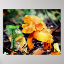 Suche nach mushrooms poster Für sie