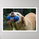 Suche nach spielzeug poster Hund