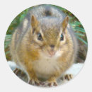 Suche nach chipmunk aufkleber Tierisch
