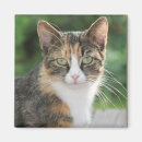 Suche nach coole katzen magnete Tiere