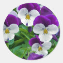 Suche nach pansy aufkleber Blüte