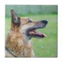 Suche nach deutsche fliesen Haustier