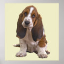 Suche nach basset poster Welpe