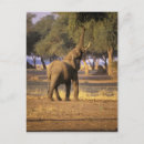 Suche nach loxodonta postkarten Rüssel