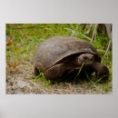 Suche nach tortoise poster Reptilien