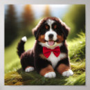 Suche nach berner poster Hund