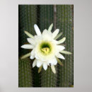 Suche nach kaktusblüte poster Blume