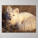 Suche nach tundra poster Fauna
