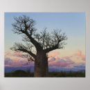 Suche nach baobab poster Madagaskar