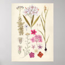Suche nach vintage botanik poster Blumenreich