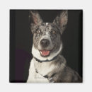 Suche nach weißes schaf magnete Hund