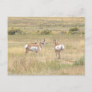 Suche nach antilope postkarten Antelope