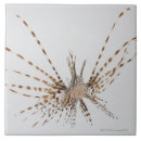 Suche nach flossen fliesen Vorderansicht