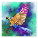Suche nach parrots poster Vogelvogel