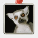 Suche nach lemur ornamente Zoo