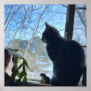 Suche nach katze im fenster poster Fotografie