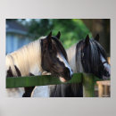 Suche nach sinti und roma vanner poster Pferde