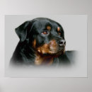 Suche nach rottweiler poster Rotweiler