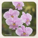 Suche nach phalaenopsis untersetzer Blumen
