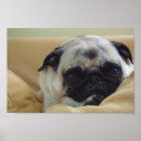Suche nach süßer mops poster Niedlich