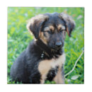 Suche nach junges tier fliesen Hund
