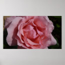 Suche nach hübsche rose poster Jede person