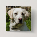 Suche nach der labrador buttons Jede person