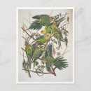 Suche nach parakeets postkarten Vogelvogel