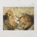 Suche nach masai postkarten Panthera leo