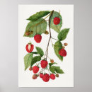 Suche nach ihr blackberry kunst Vintag