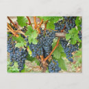 Suche nach traube postkarten Weingut