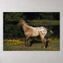 Suche nach appaloosa poster Bob sprache