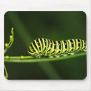 Suche nach raupen mousepads Schmetterling
