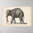 Suche nach altes tier poster Elefant