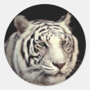Suche nach bengalische tiger aufkleber Katze