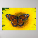 Suche nach falten poster Rosa