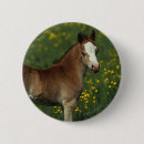 Suche nach waliser buttons Pferd